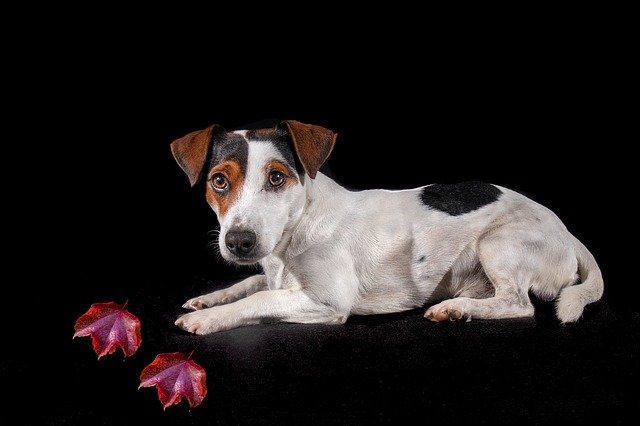 Free download Jack Russell Dog Portrait -  free photo or picture to be edited with GIMP online image editor