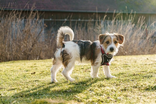 Free download jack russell terrier dog free picture to be edited with GIMP free online image editor