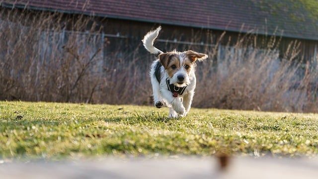 Free download jack russell terrier dog running free picture to be edited with GIMP free online image editor