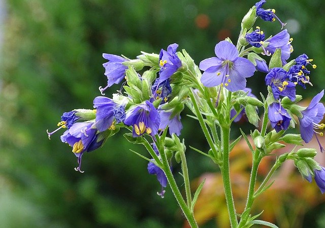 تنزيل JacobS Ladder Sky Plant مجانًا - صورة مجانية أو صورة ليتم تحريرها باستخدام محرر الصور عبر الإنترنت GIMP