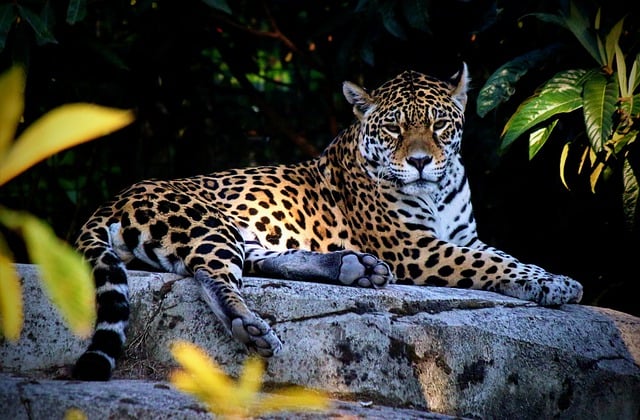 Free download jaguar leopard feline savage free picture to be edited with GIMP free online image editor