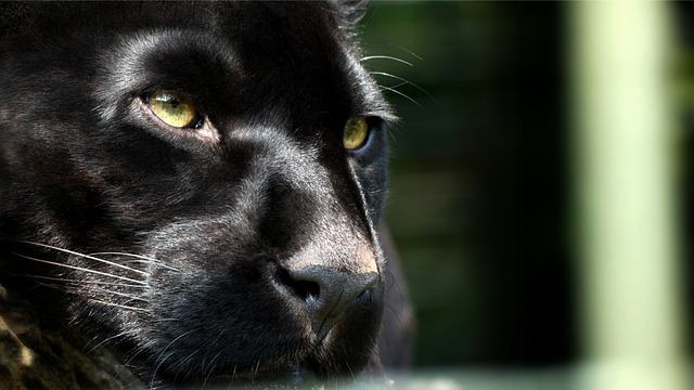 Free download jaguar panther predator feline free picture to be edited with GIMP free online image editor
