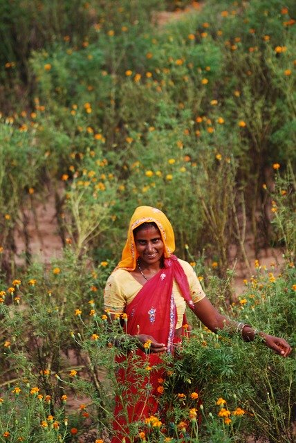 Free download Jaipur Village Scene Flowers -  free photo or picture to be edited with GIMP online image editor