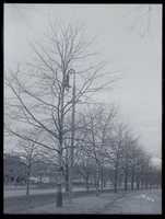 Free download Jamaica Way Trees free photo or picture to be edited with GIMP online image editor