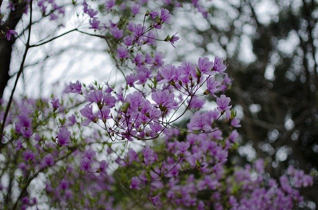 Kostenloser Download Japan Cherry Blossom Landscape - kostenloses Foto oder Bild zur Bearbeitung mit GIMP Online-Bildbearbeitung