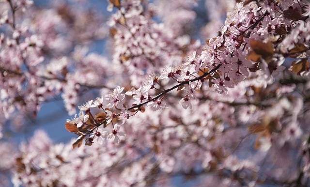 Free download japanese alpine cherry sakura free picture to be edited with GIMP free online image editor