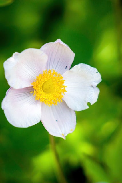 Free download japanese anemone flower plant free picture to be edited with GIMP free online image editor