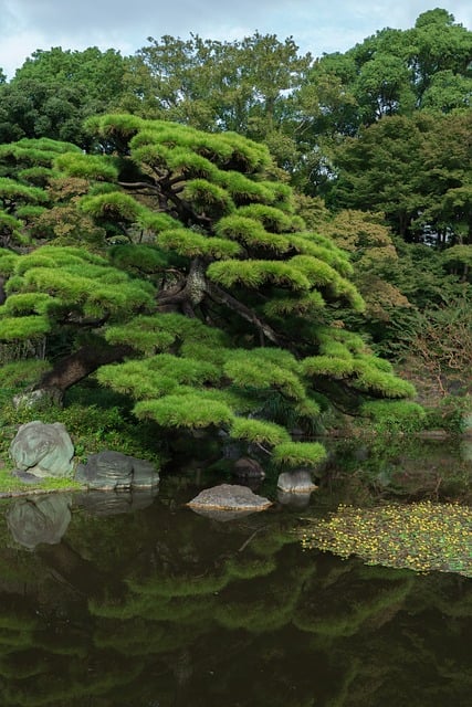 Free download japanese black pine jaw black pine free picture to be edited with GIMP free online image editor