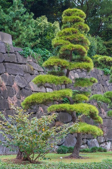 Free download japanese black pine jaw conifer free picture to be edited with GIMP free online image editor