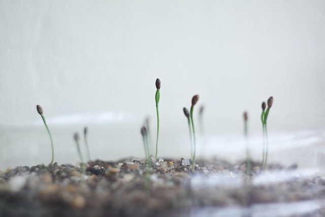 Free download japanese black pine seedlings free picture to be edited with GIMP free online image editor