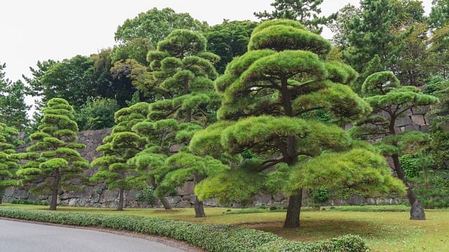 Free download japanese black pines pine free picture to be edited with GIMP free online image editor