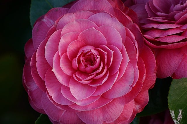 Free download japanese camellia camellia flower free picture to be edited with GIMP free online image editor