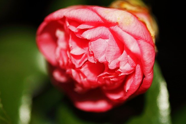 Gratis download Japanse camellia gewone camellia gratis foto om te bewerken met GIMP gratis online afbeeldingseditor