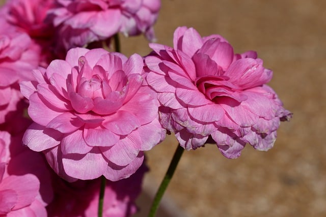 Free download japanese camellia pink flowers free picture to be edited with GIMP free online image editor
