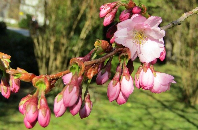 Free download Japanese Cherry Spring Pink -  free photo or picture to be edited with GIMP online image editor