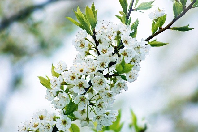 Безкоштовно завантажте безкоштовне зображення японських вишневих дерев на день матері для редагування за допомогою безкоштовного онлайн-редактора зображень GIMP