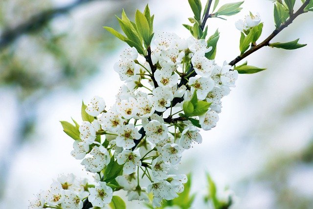 Free download japanese cherry trees mother s day free picture to be edited with GIMP free online image editor
