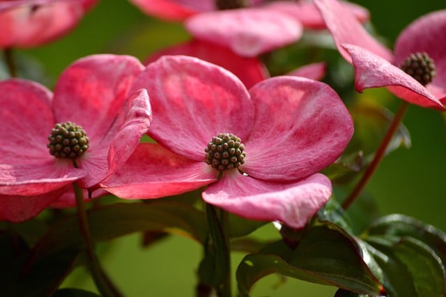 Free download japanese dogwood satomi dogwood free picture to be edited with GIMP free online image editor