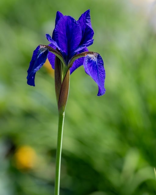 Free download japanese iris flower plant iris free picture to be edited with GIMP free online image editor