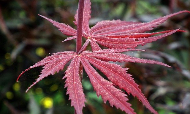 Free download Japanese Maple Bush Decorative -  free photo or picture to be edited with GIMP online image editor