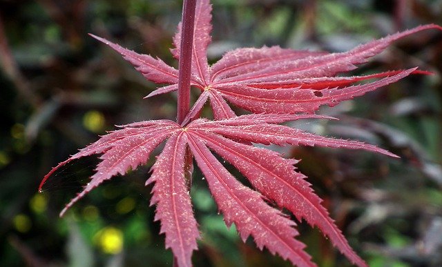 Descarga gratuita Japanese Maple Bush Decoration - foto o imagen gratuita para editar con el editor de imágenes en línea GIMP