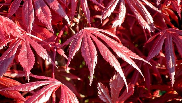 Bezpłatne pobieranie Japanese Maple Foliage Red - bezpłatne zdjęcie lub obraz do edycji za pomocą internetowego edytora obrazów GIMP