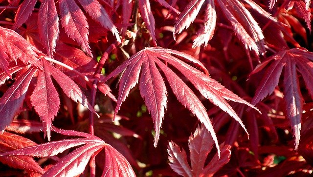 Descarga gratuita Japanese Maple Foliage Red - foto o imagen gratis y gratuita para editar con el editor de imágenes en línea GIMP