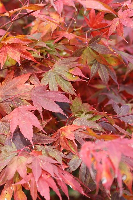 Descărcare gratuită Japanese Maple Leaves Fall - fotografie sau imagini gratuite pentru a fi editate cu editorul de imagini online GIMP