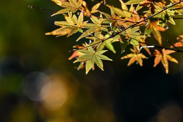 Free graphic japanese maple leaves tree branches to be edited by GIMP free image editor by OffiDocs
