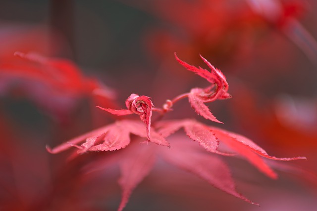 Free download japanese maple leaves tree maple free picture to be edited with GIMP free online image editor