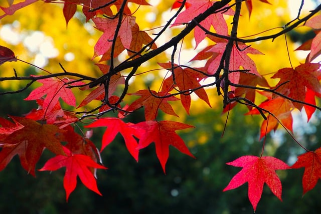 Free download japanese maple maple leaves autumn free picture to be edited with GIMP free online image editor