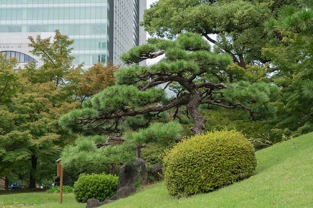 Free download japanese park tokyo garden free picture to be edited with GIMP free online image editor