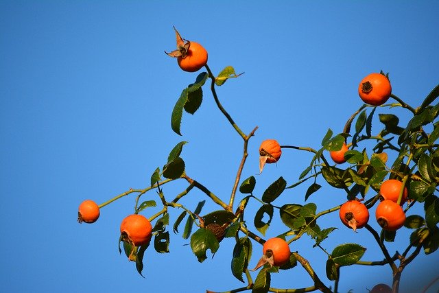 Free download Japanese Persimmon Diospyros Kaki -  free photo or picture to be edited with GIMP online image editor