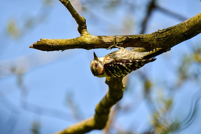 Free download japanese pygmy woodpecker free picture to be edited with GIMP free online image editor