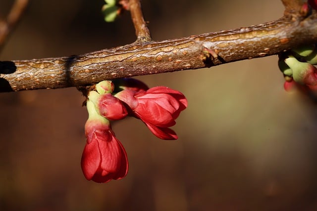Free download japanese quince flowers branch free picture to be edited with GIMP free online image editor
