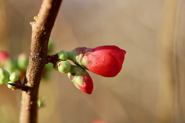 Free download japanese quince ornamental quince free picture to be edited with GIMP free online image editor