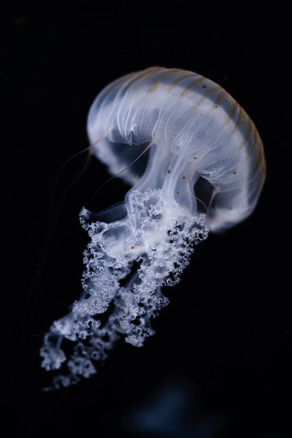 Free download japanese sea nettle jellyfish animal free picture to be edited with GIMP free online image editor