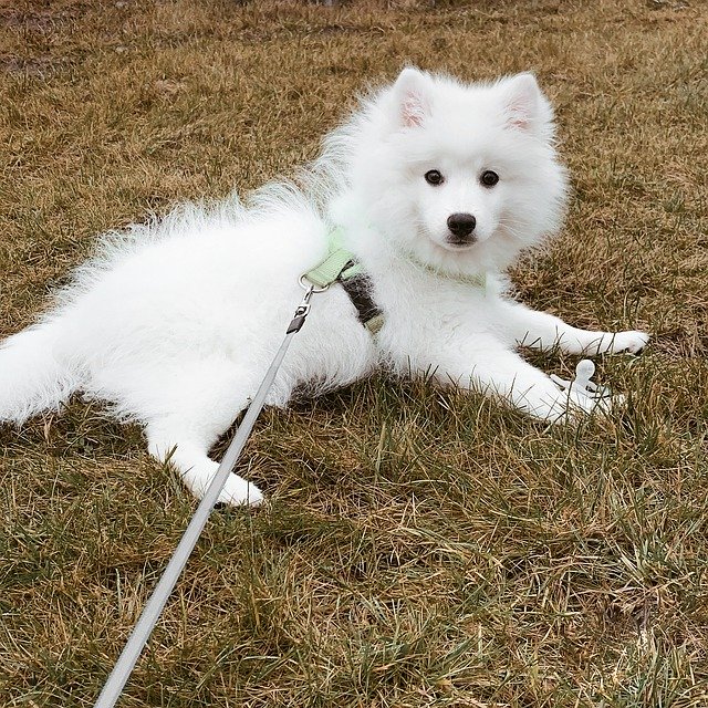 Free download Japanese Tip The Spitz -  free free photo or picture to be edited with GIMP online image editor