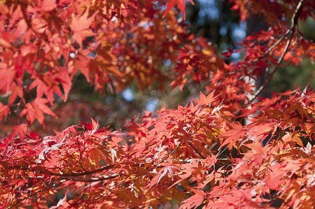 Free download Japan Momiji Momijigari -  free photo or picture to be edited with GIMP online image editor