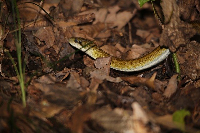 Bezpłatne pobieranie Japan Mt Takao Snake - bezpłatne zdjęcie lub obraz do edycji za pomocą internetowego edytora obrazów GIMP