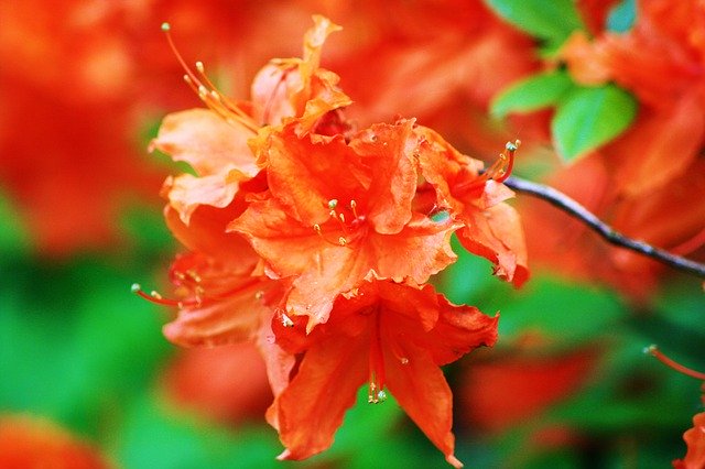 Free download Japan Plant Leverkusen -  free photo or picture to be edited with GIMP online image editor
