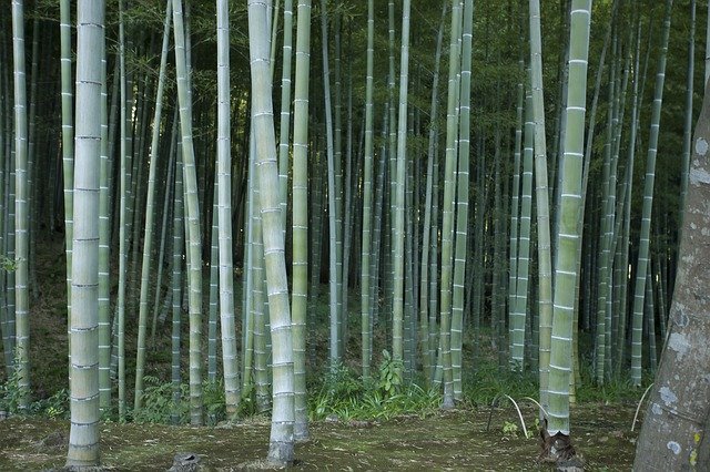 Unduh gratis Japan Trees - foto atau gambar gratis untuk diedit dengan editor gambar online GIMP