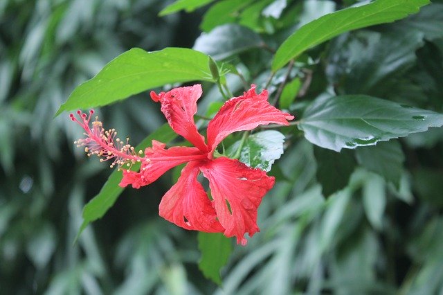 Bezpłatne pobieranie Jarabacoa Flower - darmowe zdjęcie lub obraz do edycji za pomocą internetowego edytora obrazów GIMP