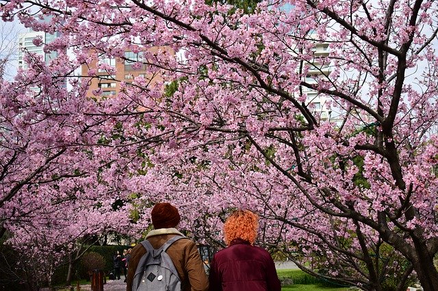 Unduh gratis Jardin Japones Garden - foto atau gambar gratis untuk diedit dengan editor gambar online GIMP