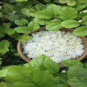 Jasmine basket wallpaper  screen for extension Chrome web store in OffiDocs Chromium