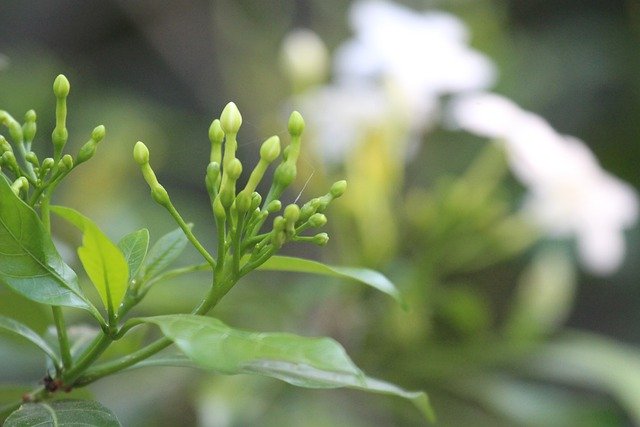 Free download jasmine best smell outdoor flora free picture to be edited with GIMP free online image editor