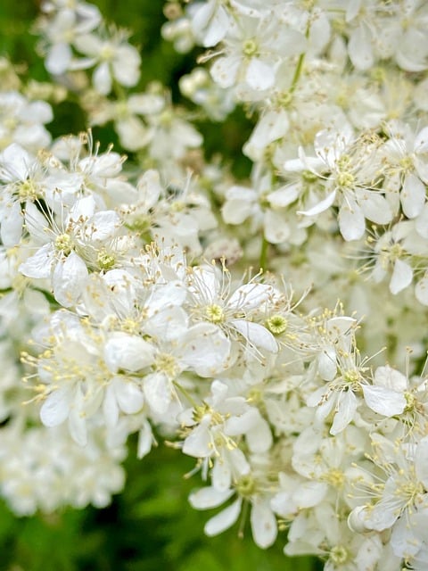 Téléchargement gratuit d'une image gratuite de flore de jasmin de buisson de fleurs de jasmin à modifier avec l'éditeur d'images en ligne gratuit GIMP