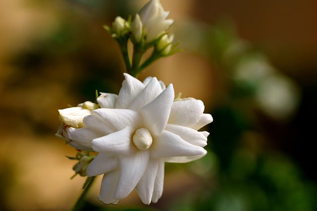 Free download jasmine flower plant petals garden free picture to be edited with GIMP free online image editor