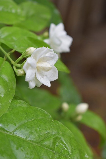 Téléchargement gratuit de fleur de jasmin Plumeria - photo ou image gratuite à éditer avec l'éditeur d'images en ligne GIMP