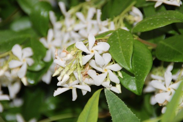 Libreng download Jasmine Flowers Plants - libreng larawan o larawan na ie-edit gamit ang GIMP online na editor ng imahe